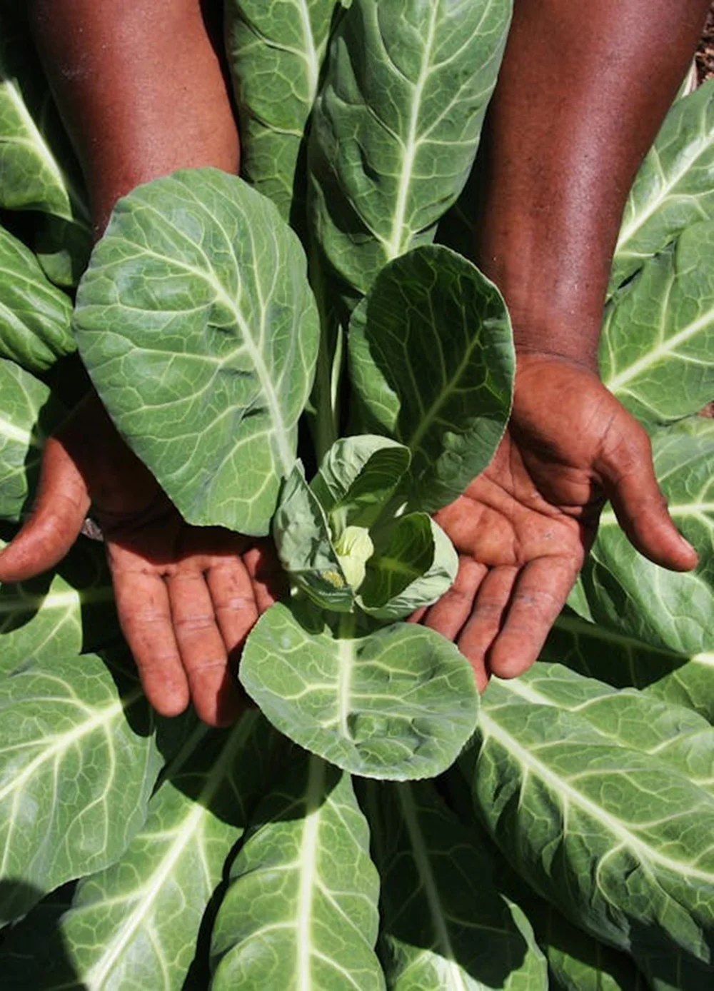 Fast and reliable product delivery service for fresh farm goods.